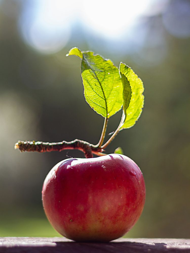 A whole apple with its stem and leaves in soft backlight