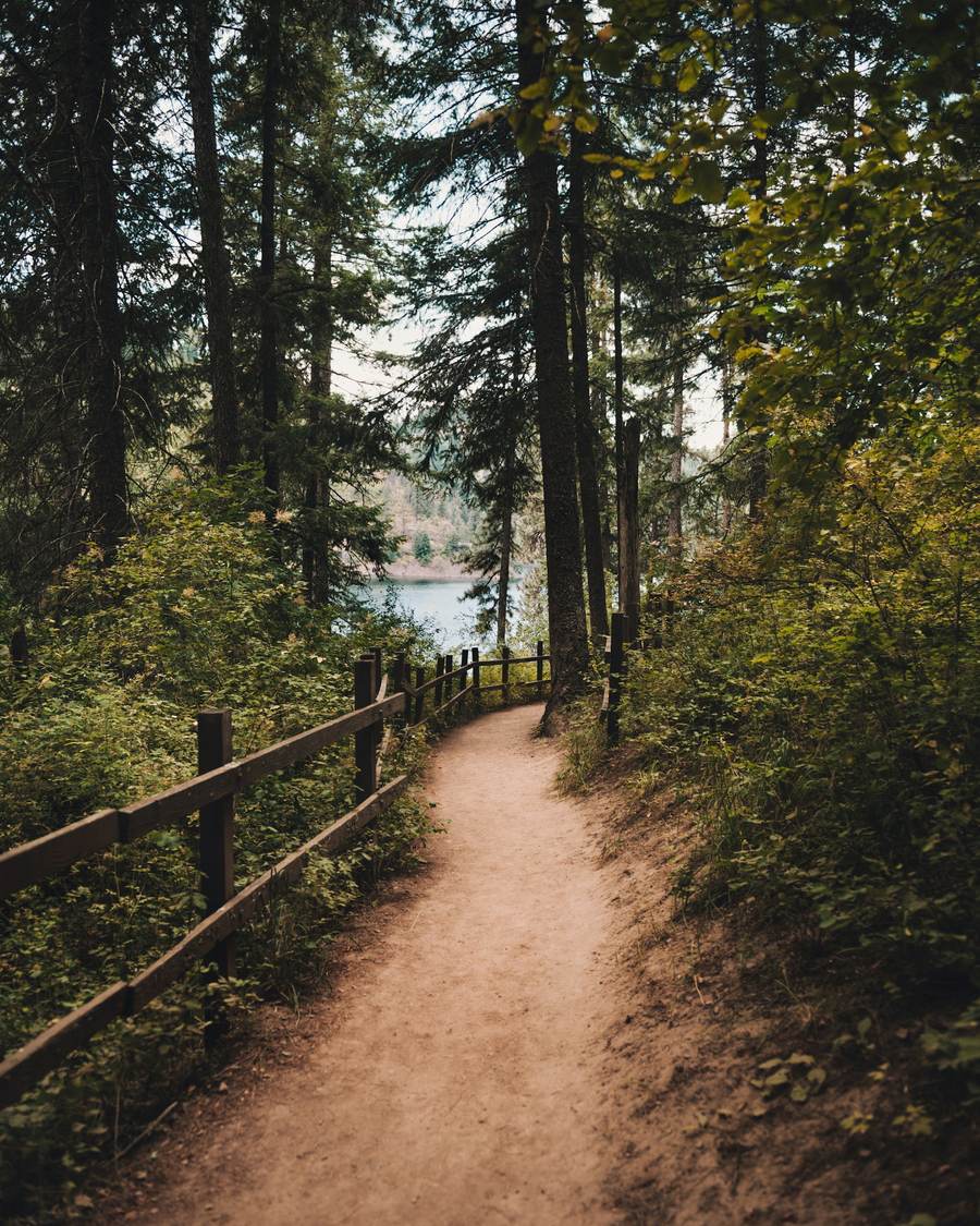 A dirt trail through the forest beside a wooden fence